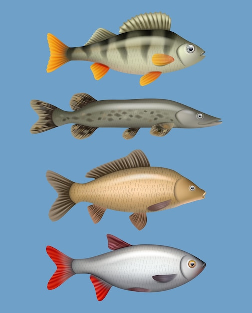 Vector peces de río mariscos realistas animales de natación de agua dulce salmón arenque lubina plantillas de vectores decentes colección de animales de marisco agua dulce carpa realista ilustración