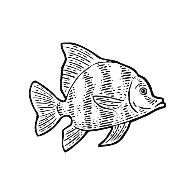 Peces vector negro grabado ilustraciones vintage aislado sobre fondo blanco.