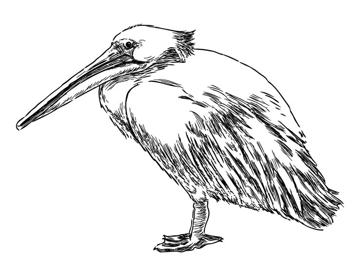 Vector pelicano pájaro acuático blanco perfilebeakwings dibujo de contorno boceto vector ilustración dibujada a mano