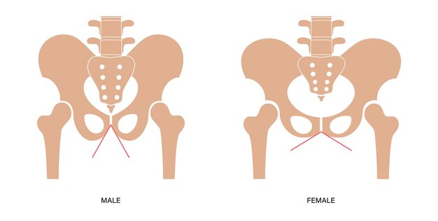 Vector pelvis musculosa