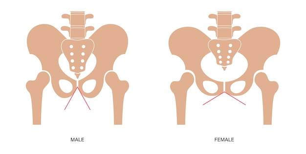 Vector pelvis musculosa