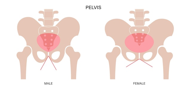 Vector pelvis musculosa