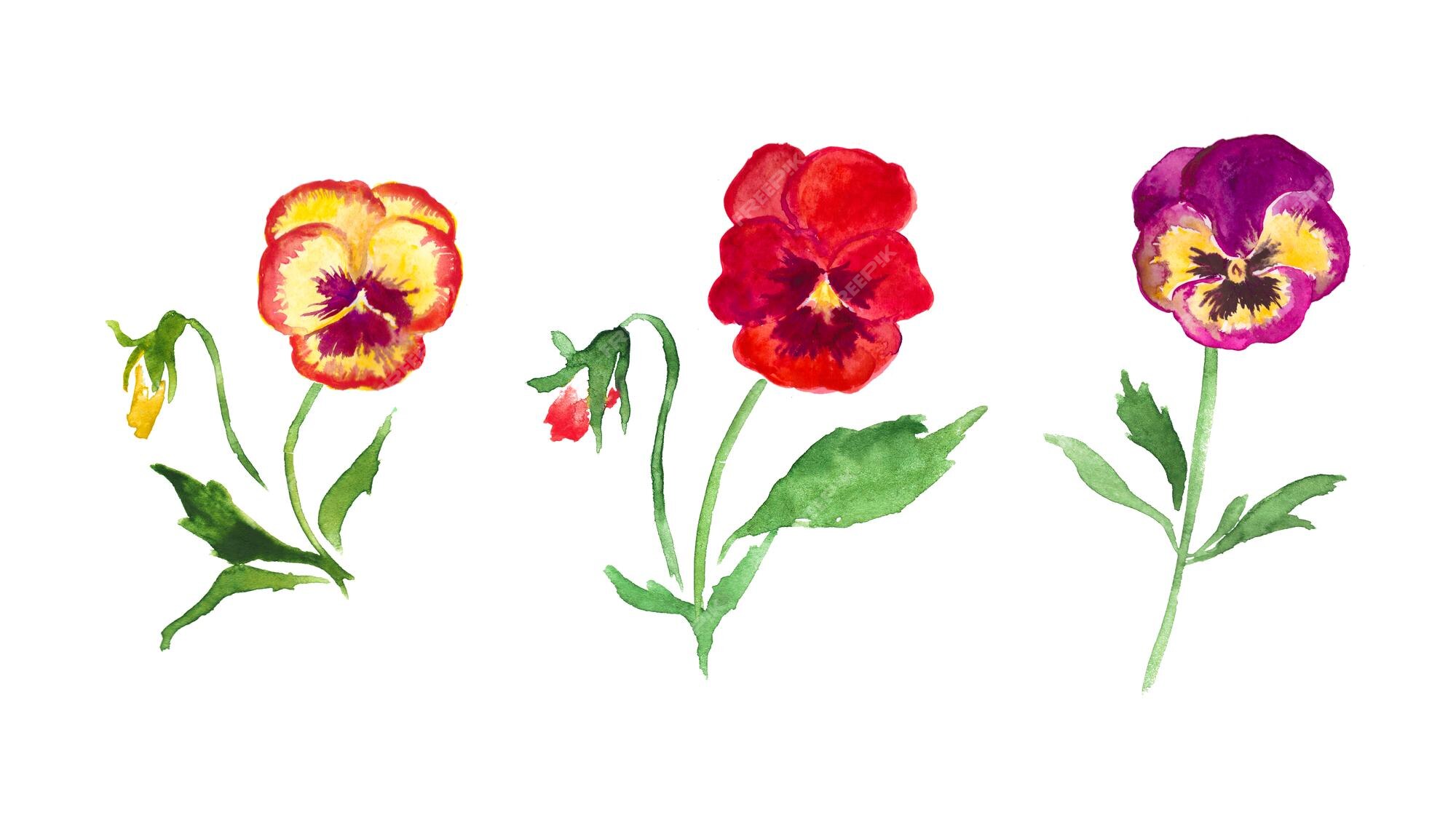 Pensamientos, flores rojas, ilustración de acuarela de pensamiento amarillo,  ilustración floral, flor | Vector Premium