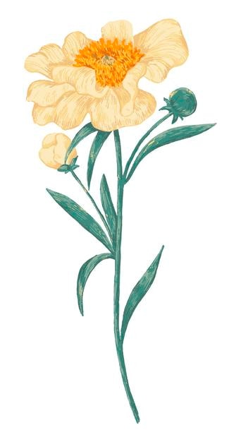 Peonía Claire de Lune planta. Ilustración de vector de flores silvestres exóticas. Clipart botánico aislado en blanco. Elemento suave para diseño, tarjeta, impresión, decoración.