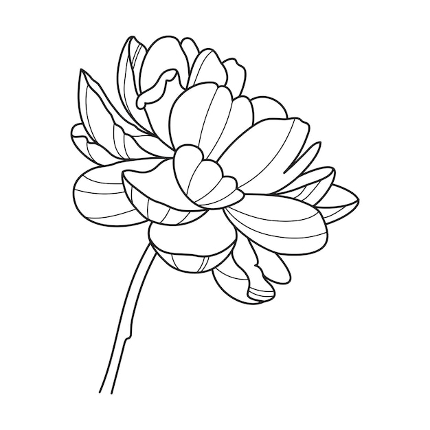 Peonía flor blanco negro línea logo boceto tatuaje boda