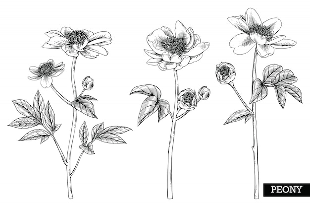 Peonía de hojas y dibujos de flores.