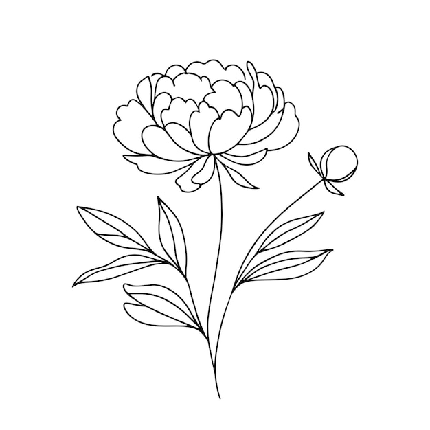 peonías en una línea sobre un fondo blanco flores botánicas flora flores estéticas en una línea