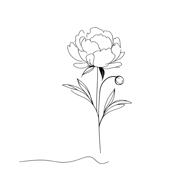 peonías en una línea sobre un fondo blanco flores botánicas flora flores estéticas en una línea