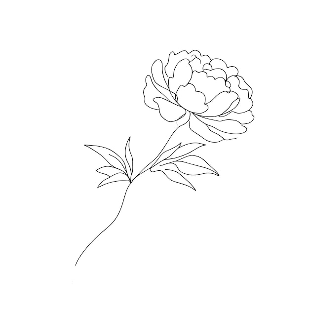peonías en una línea sobre un fondo blanco flores botánicas flora flores estéticas en una línea