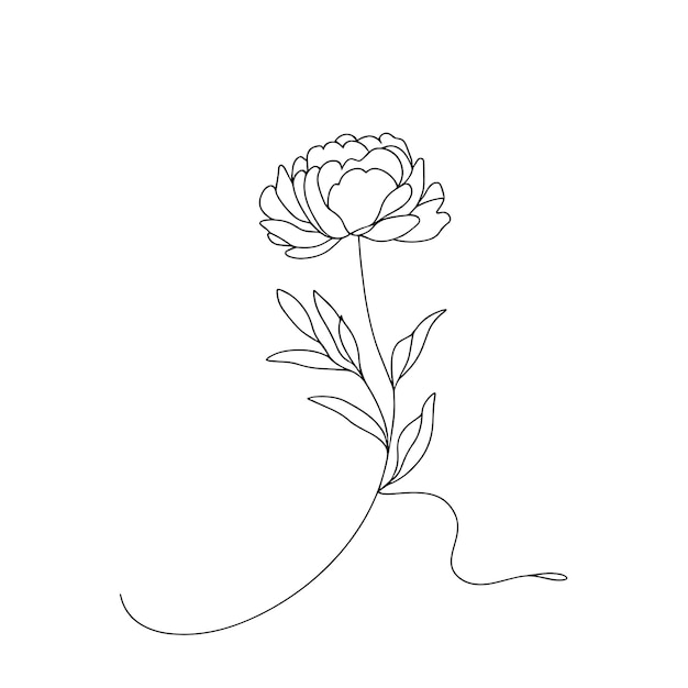 peonías en una línea sobre un fondo blanco flores botánicas flora flores estéticas en una línea