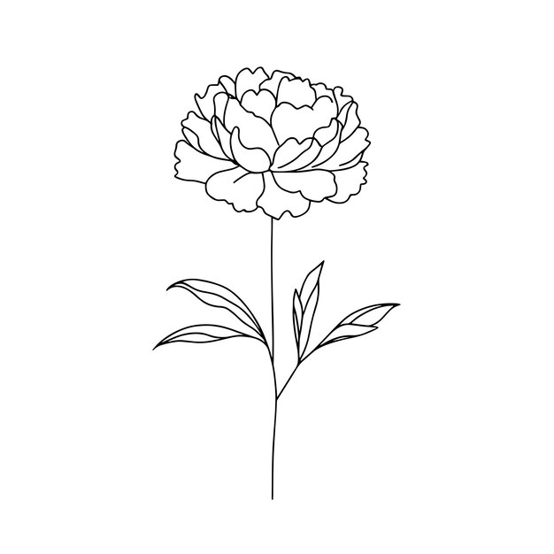 peonías en una línea sobre un fondo blanco flores botánicas flora flores estéticas en una línea