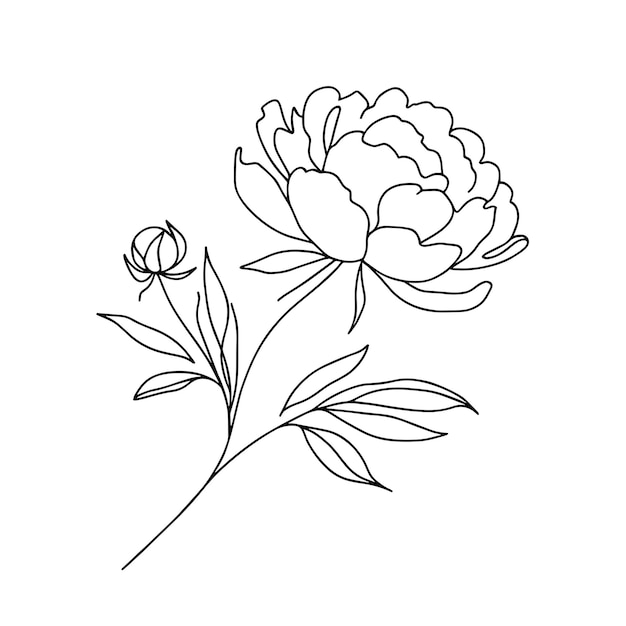 peonías en una línea sobre un fondo blanco flores botánicas flora flores estéticas en una línea