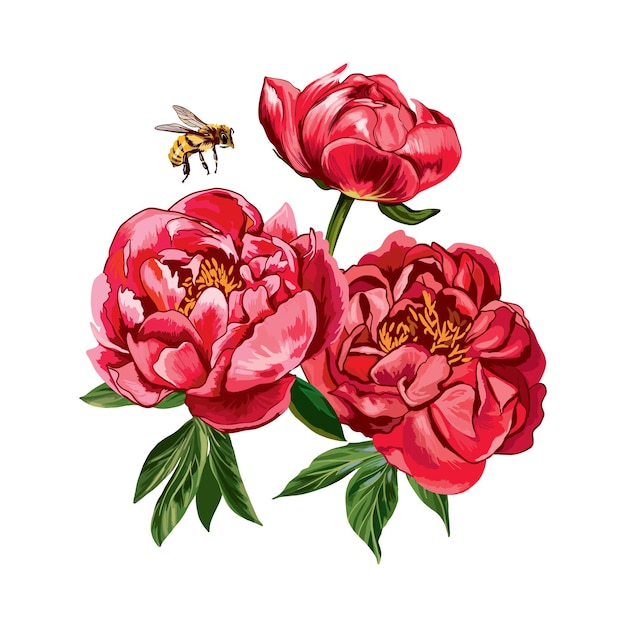 Peonías vectoriales rojas con una abeja voladora