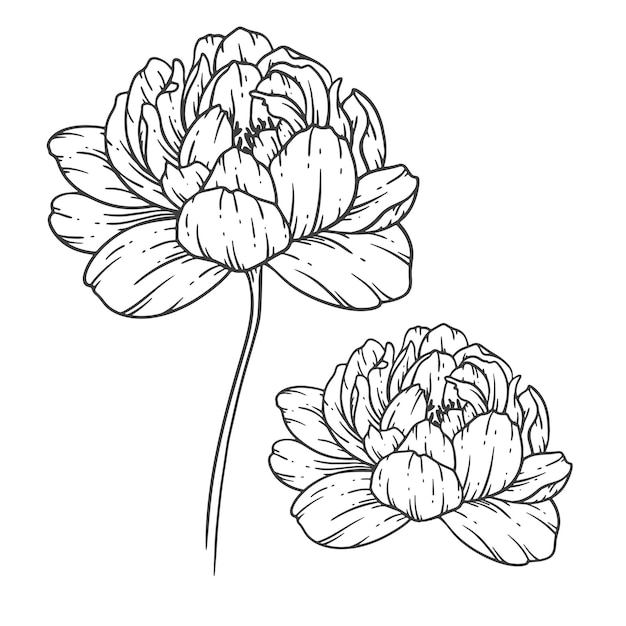 Peony Line Art Línea fina Ramos de peonías Ilustración dibujada a mano Página para colorear con flores de peonía