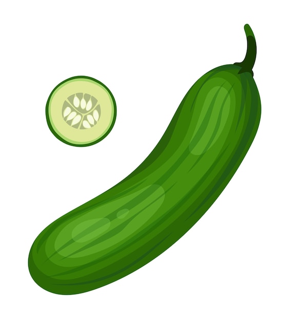 pepino, fruta, vegetal, vector