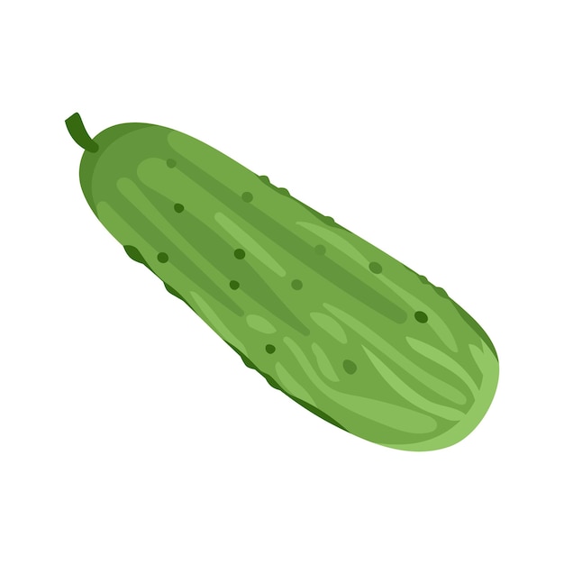 Pepino verde vegetal color vectorial aislado