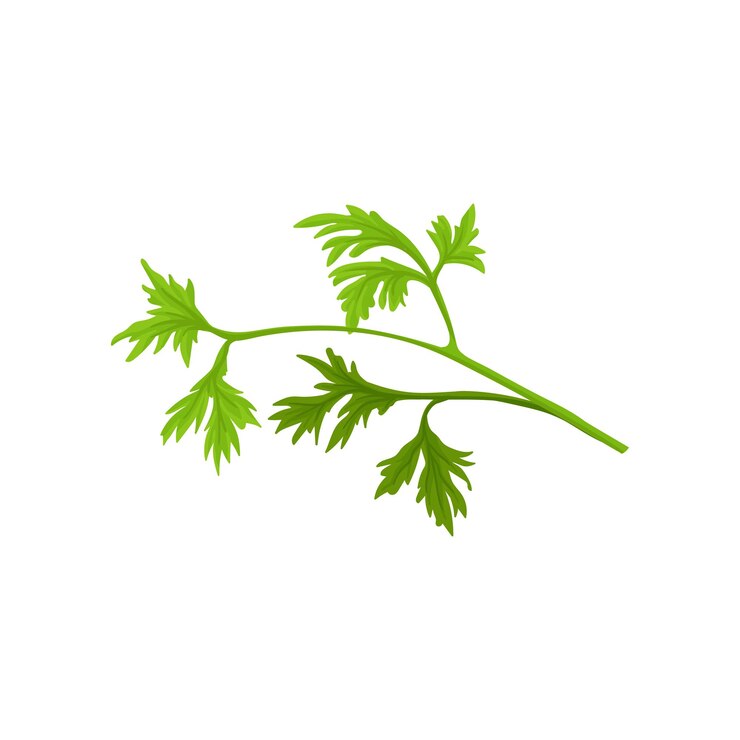 Vector pequeña rama de perejil fresco con hojas de color verde brillante planta aromática icono de vector plano de hierba culinaria condimento natural