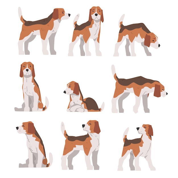 Pequeño perro Beagle Animal de compañía en diferentes poses Colocado perro de caza con pelaje blanco marrón y orejas largas Ilustración vectorial de dibujos animados de Beagle