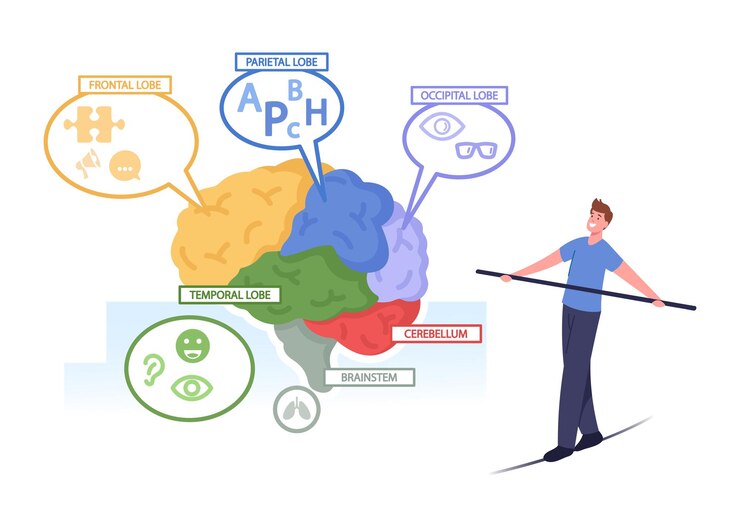 Vector pequeño personaje masculino que se balancea en una cuerda en una enorme anatomía del cerebro humano separada en partes coloridas: frontal, parietal, occipital, lóbulos temporales, cerebelo, tronco del encéfalo. ilustración de vector de gente de dibujos animados