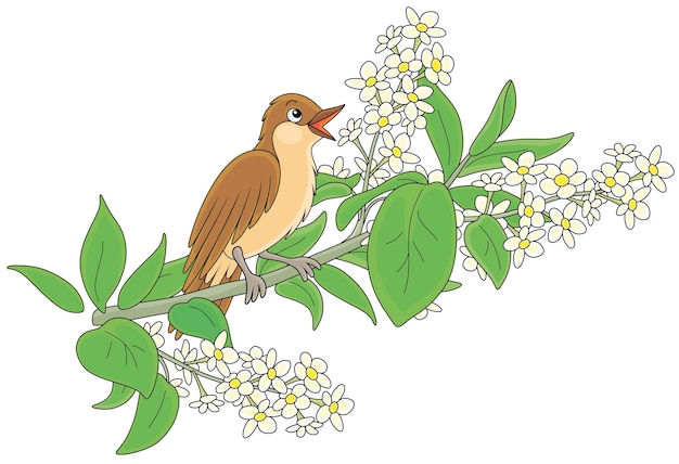 Vector pequeño ruiseñor cantor posado en una rama con flores blancas de un árbol floreciente de primavera