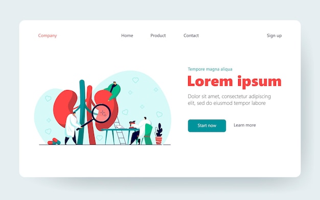 Pequeños médicos que examinan los riñones. Nefrología, estudio de fisiología, investigación de farmacia ilustración vectorial plana. Medicina, diagnóstico, concepto de salud para banner, diseño de sitio web o página web de destino