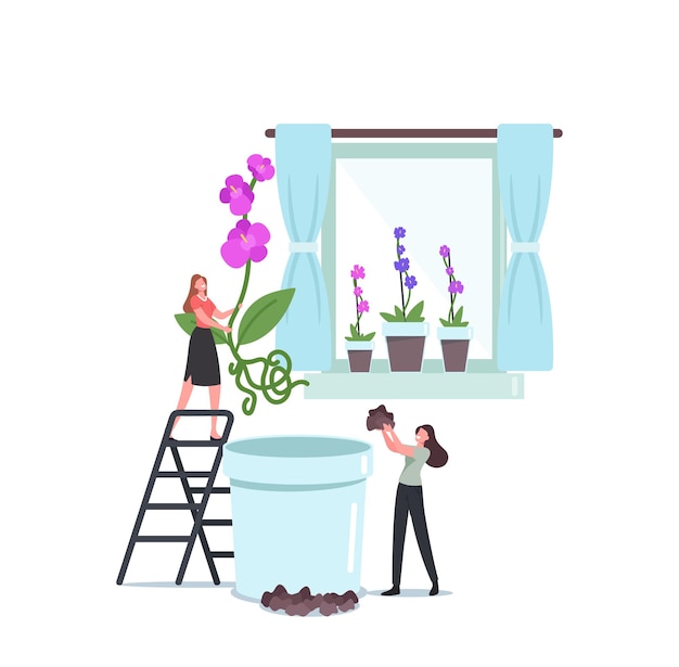 Pequeños personajes femeninos plantando enormes flores de orquídea phalaenopsis en maceta. interior de la casa con flores exóticas en el alféizar de la ventana. cuidado de las personas de las plantas disfrutando de la afición de la jardinería. ilustración vectorial de dibujos animados