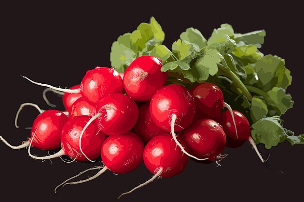 Vector pequeños rábanos de jardín con hojas aisladas racimos de rábanos rojos sobre fondo blanco