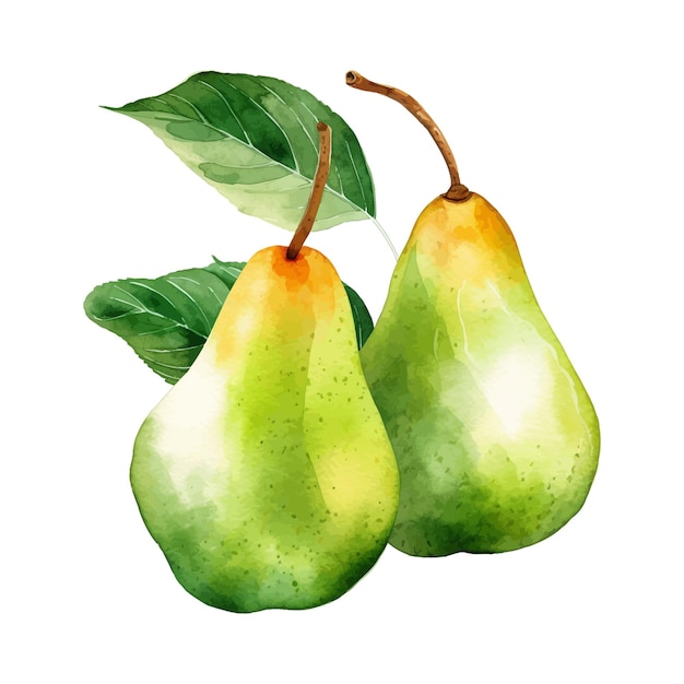 Pera acuarela clipart