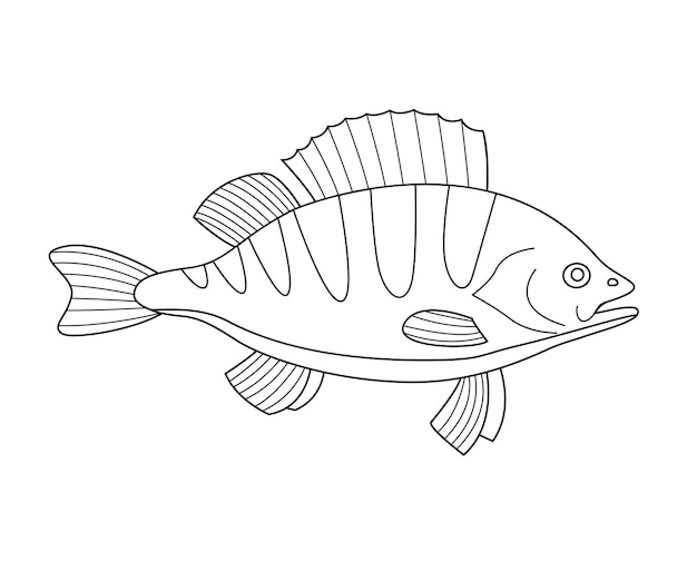 Vector perca de peces de río aislado sobre un fondo blanco.