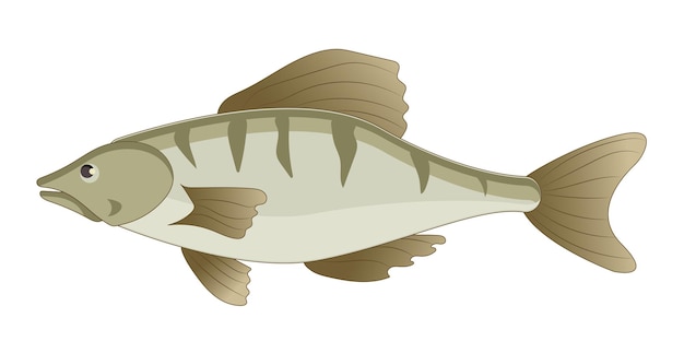 Perca de pescado fresco sobre fondo blanco - ilustración vectorial