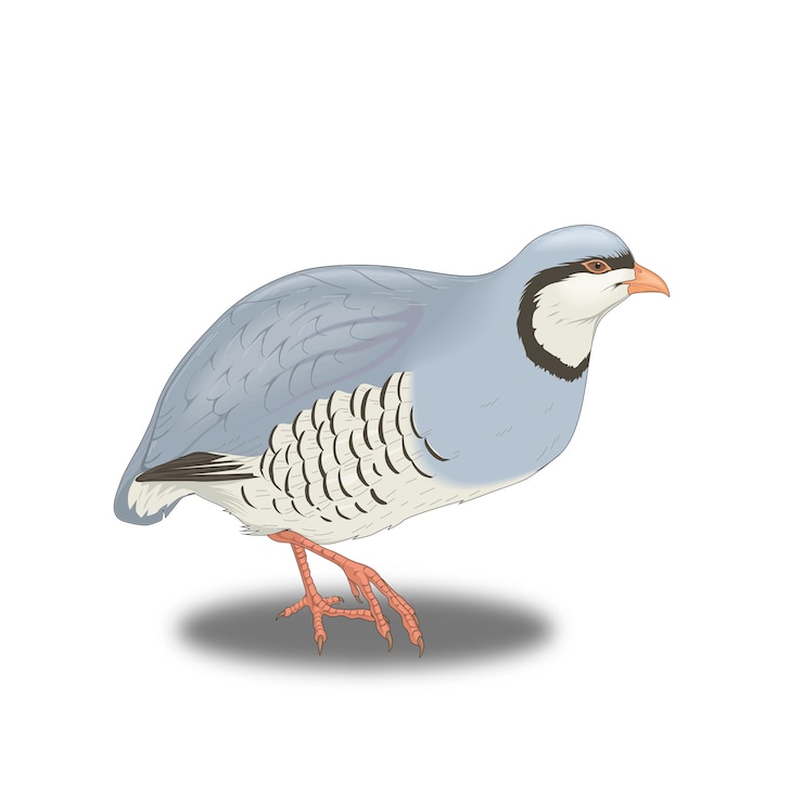 Vector perdiz pájaro azul en la estepa