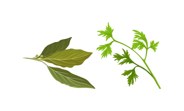 El perejil y la hoja de laurel como conjunto vectorial de postres de cocina