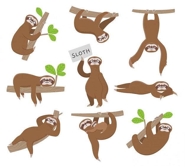 Perezoso. Lindo bebé perezosos animales colgando de la rama de un árbol de la selva. Personajes divertidos