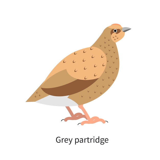 Perfil de perdiz gris. Perdix, pájaro inglés. Hun con plumaje marrón. Ave de caza rotunda, fauna forestal. Ilustración de vector plano aislado sobre fondo blanco.