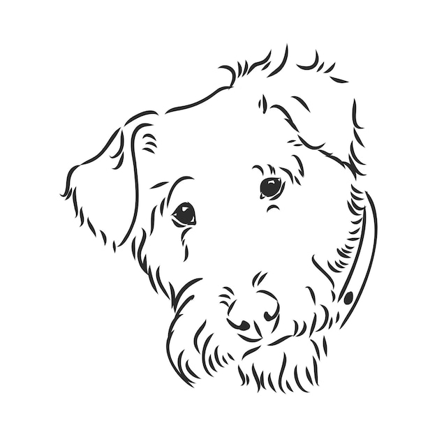Perro Airedale Terrier. dibujado a mano. Ilustración vectorial
