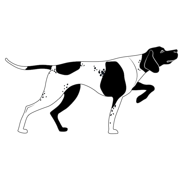 Vector perro de caza de puntero inglés en la postura. ilustración de vector de estilo plano.