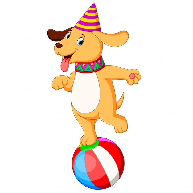 El perro de circo jugando y de pie sobre la pelota.