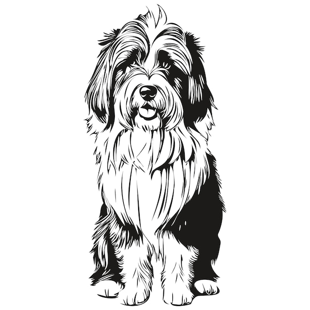 Perro collie barbudo mascota dibujo ilustración blanco y negro grabado vector listo impresión de camiseta