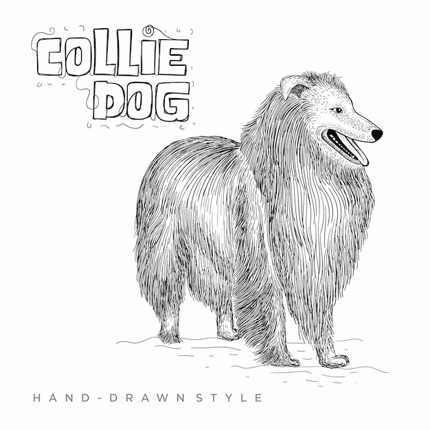 perro collie. dibujado a mano ilustración animal