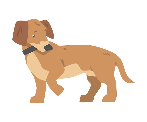 Perro Dachshund Animales de compañía lindos con pelaje marrón claro y cuello Ilustración vectorial de dibujos animados