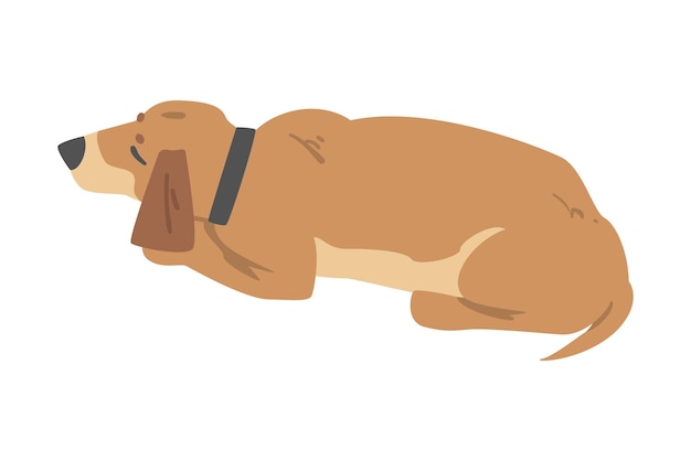 Perro Dachshund durmiente Animales de compañía con pelaje marrón claro Ilustración vectorial de dibujos animados