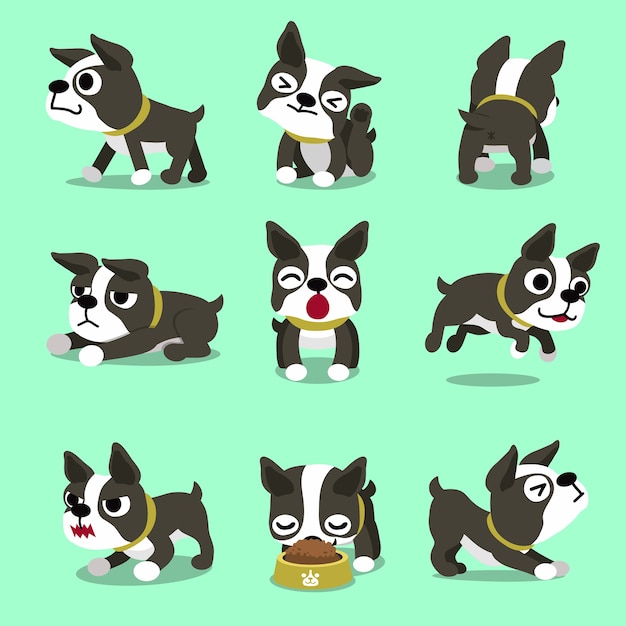 Perro de dibujos animados boston terrier poses de perro