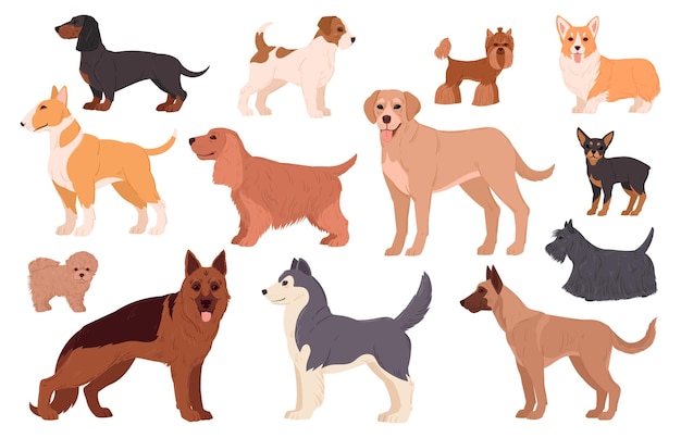 Perro de dibujos animados razas Labrador husky samoyedo corgi y dachshund cachorro pedigrí lindo feliz mascotas domésticas plano vector ilustración conjunto Perros de pura raza personajes