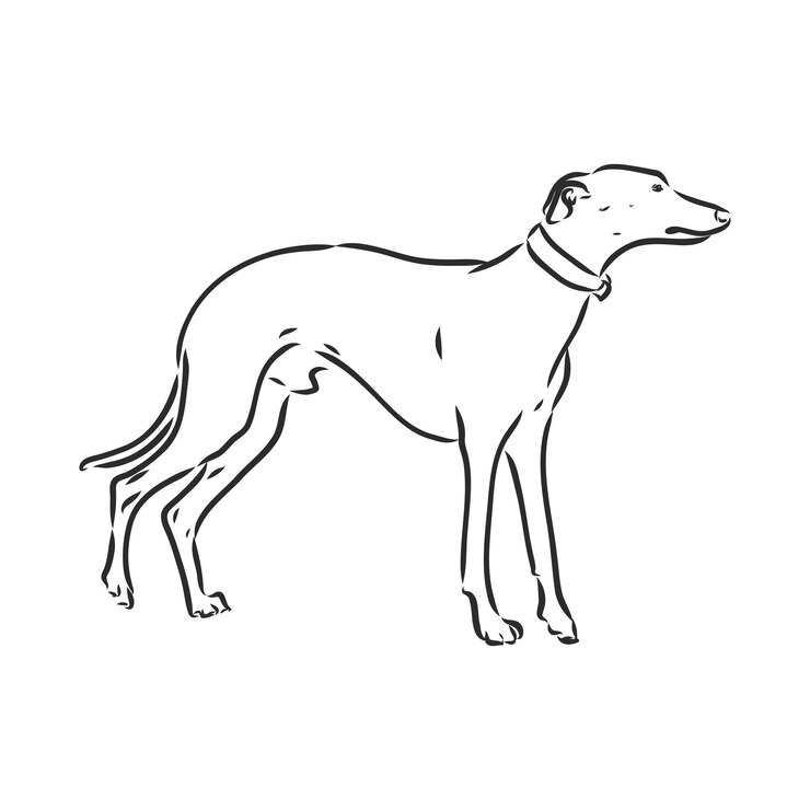 Vector perro galgo - ilustración de vector aislado dibujo de vector de perro de galgo