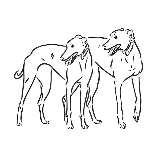 Vector perro galgo - ilustración vectorial aislada vector de perro galgo