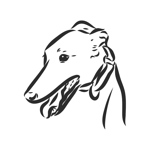 Vector perro galgo - ilustración vectorial aislada vector de perro galgo