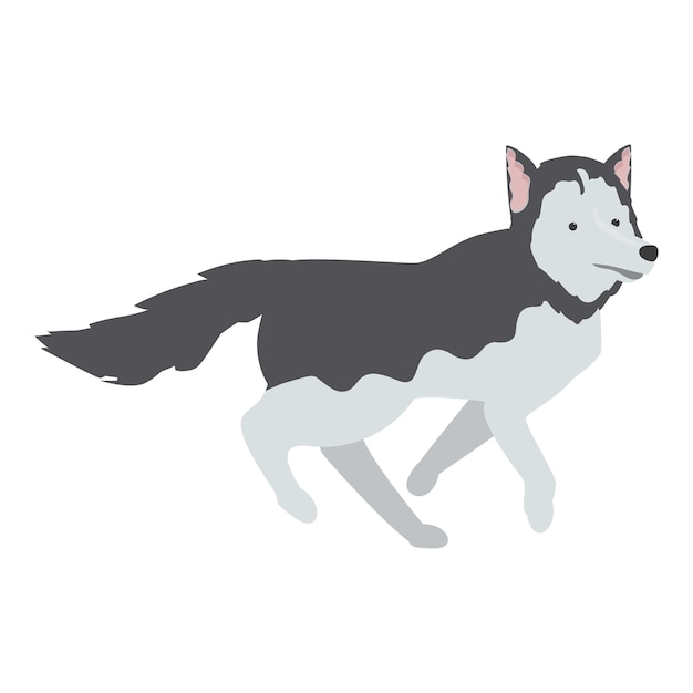 Perro husky siberiano corriendo rápido con las piernas hacia arriba