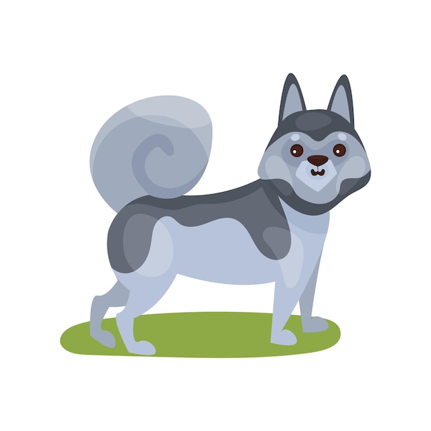 Perro husky siberiano, pie de animal de compañía de pura raza en vector colorido hierba verde ilustración sobre un fondo blanco