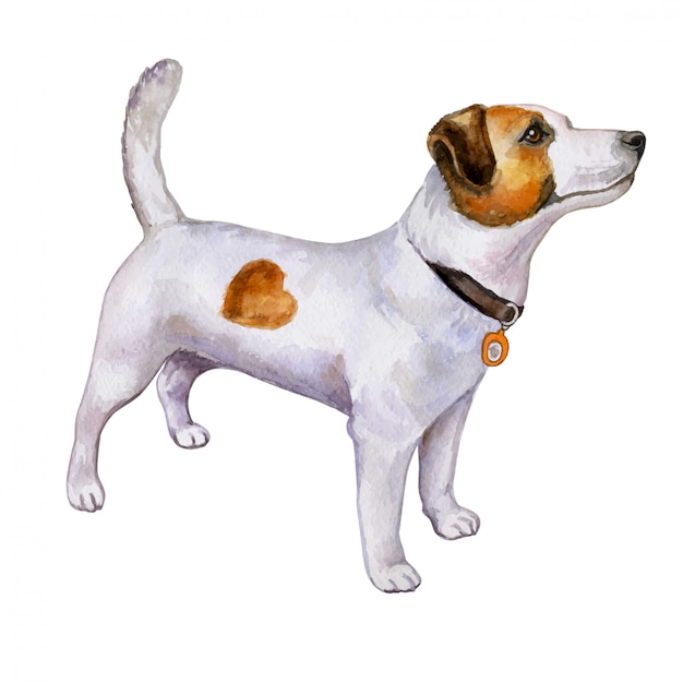 Vector perro jack russell terrier en acuarela