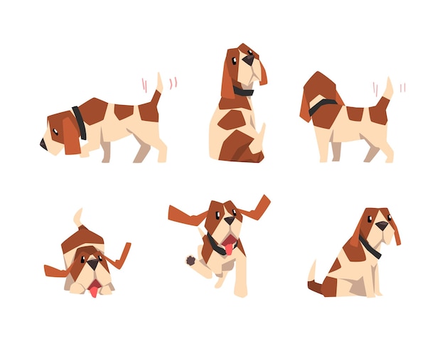 Perro Jack Russell Terrier con un hocico lindo y un pelaje con manchas marrones en diferentes conjuntos vectoriales de postura
